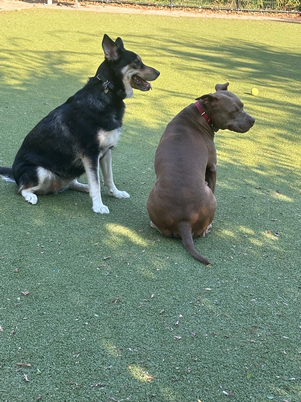 Roxy&Luna